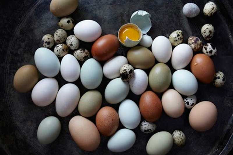 Ăn trứng gà, trứng vịt hay trứng cút tốt cho sức khỏe hơn? - Ảnh 1.