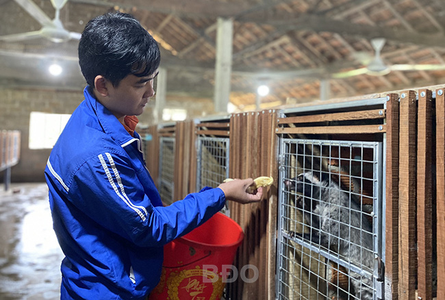 Bình Định: Nuôi loài thú nhìn hơi ghê ghê, chăm nhàn, cứ bán 1 cặp thu 8 triệu, nông dân 9X giàu có - Ảnh 1.