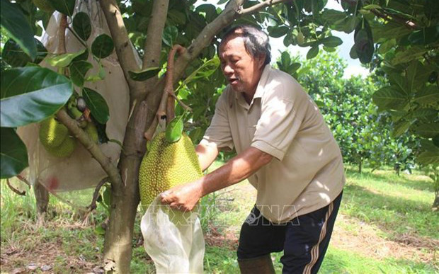 Bình Phước: Mặc kệ thiên hạ trồng tiêu, một ông nông dân chăm trồng mít ra trái to bự, bất ngờ thành tỷ phú