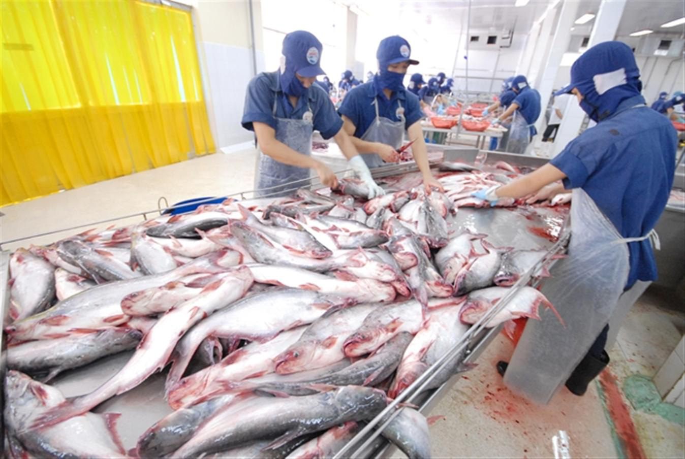Hải quan Trung Quốc siết kiểm soát thủy sản nhập khẩu, Bộ NNPTNT cảnh báo gì với doanh nghiệp? - Ảnh 1.