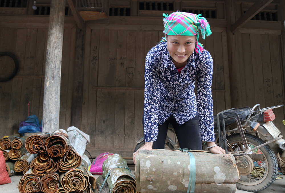 Lào Cai: Giá quế đạt &quot;đỉnh&quot;, thu cả vỏ lẫn lá xếp thành cuộn, cân lên thương lái trả tiền tươi - Ảnh 1.