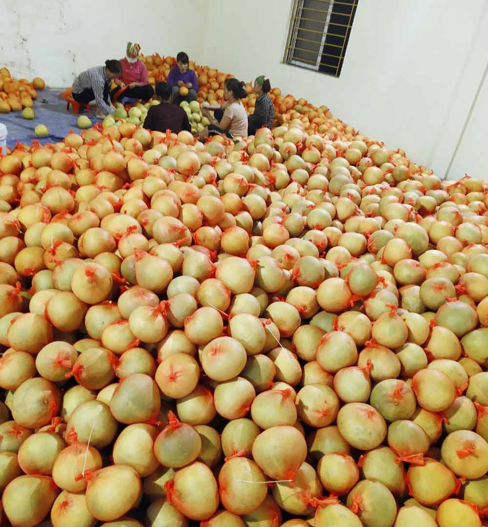 Một doanh nghiệp nông nghiệp hữu cơ tỉnh Bắc Giang vừa xuất khẩu thành công 36.000 quả bưởi đào đường sang nước nào? - Ảnh 2.