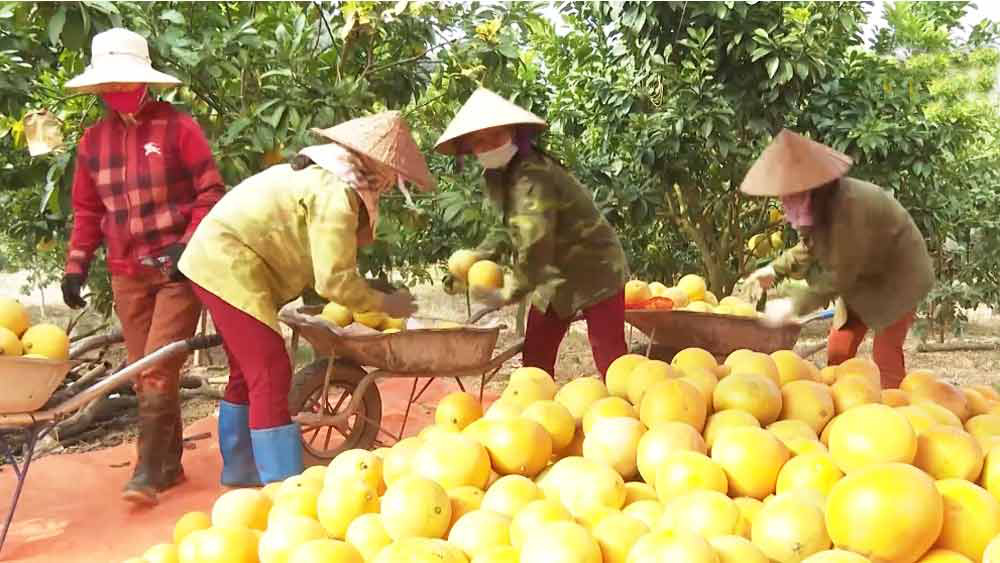 Một doanh nghiệp nông nghiệp hữu cơ tỉnh Bắc Giang vừa xuất khẩu thành công 36.000 quả bưởi đào đường sang nước nào? - Ảnh 1.