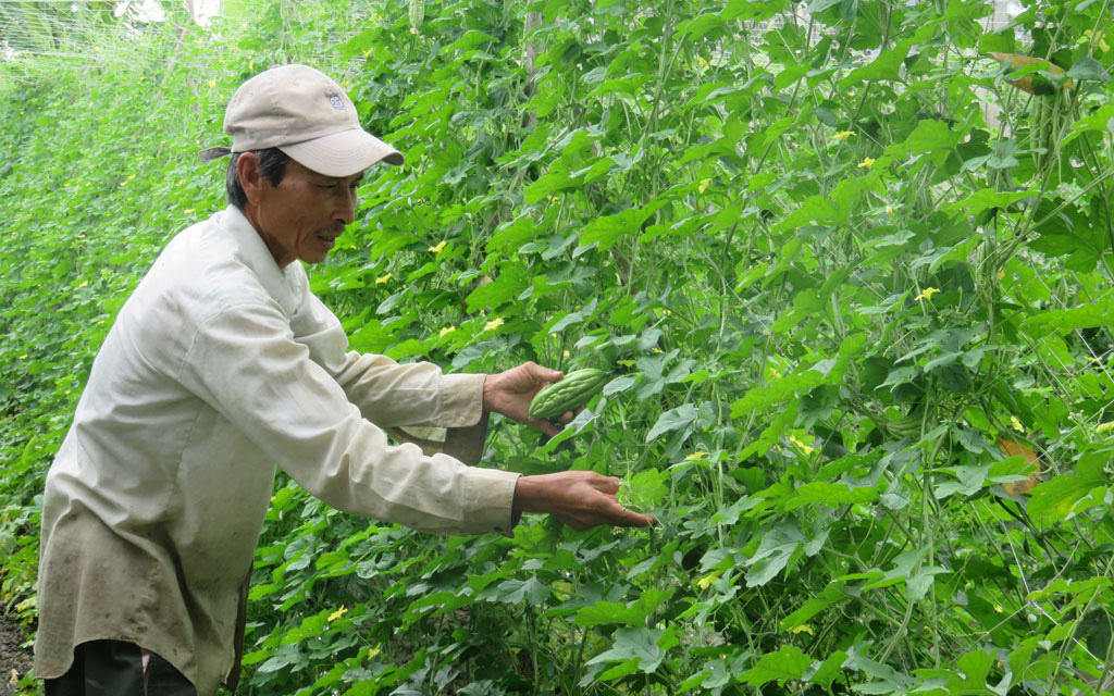 “Lên bờ xuống ruộng” làm nông sản hữu cơ ngược, trồng xong mới giật mình không biết bán cho ai