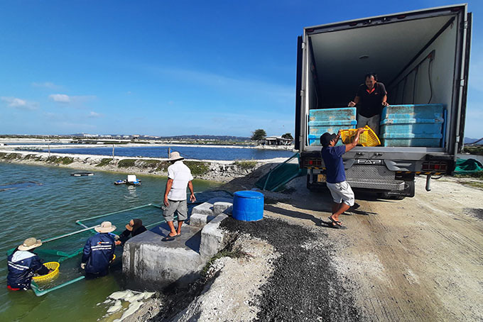 Khánh Hòa: Cá mú đặc sản nuôi ở TP Cam Ranh bị chết do bệnh lạ, cá nhiễm bệnh có chữa được không? - Ảnh 4.