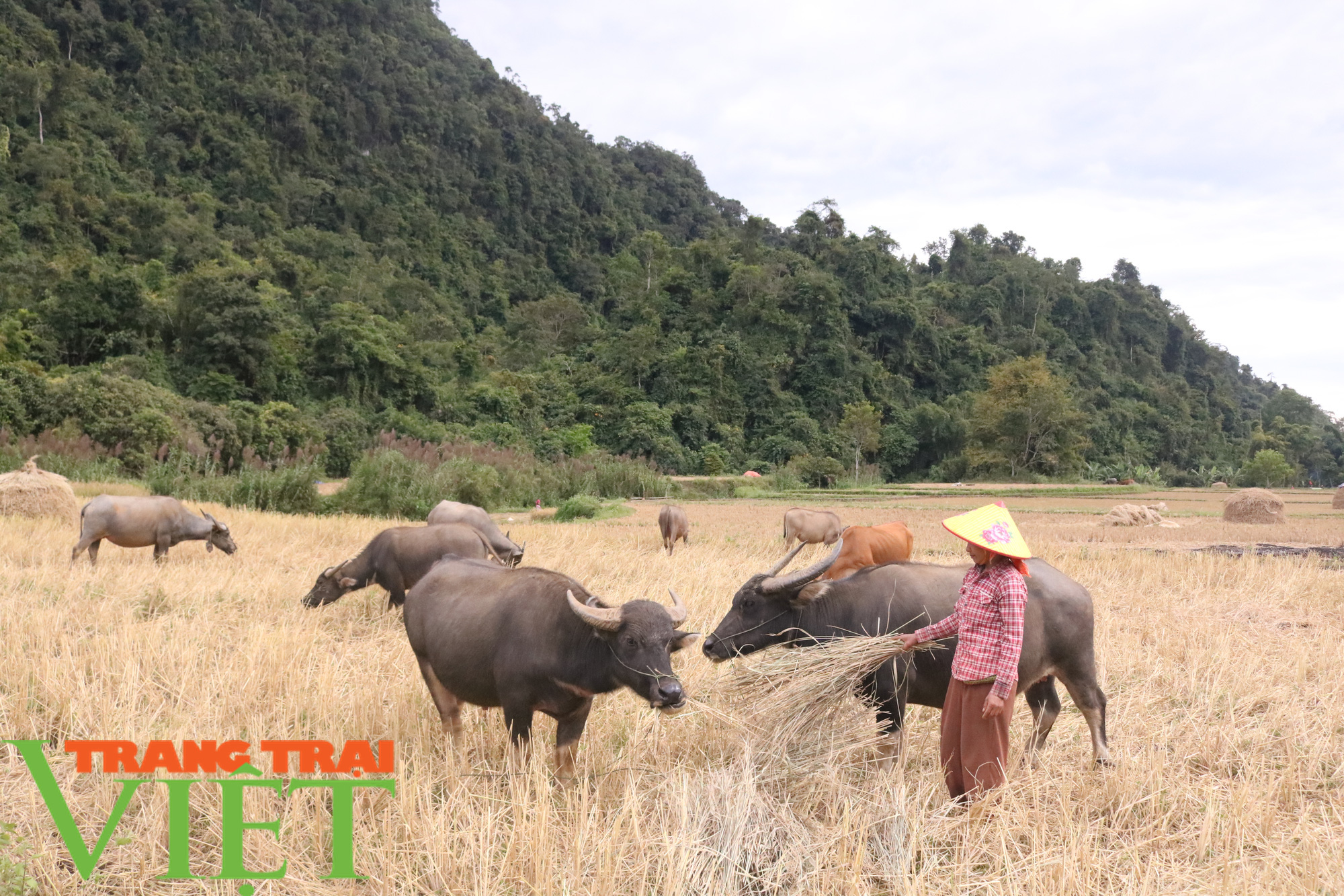 Chiềng Khay chú trọng phát triển chăn nuôi - Ảnh 1.