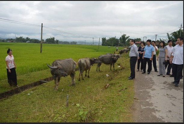 Hiệu quả từ nguồn vốn Quỹ Hỗ trợ nông dân nuôi trâu xã Thanh Luông. - Ảnh 1.