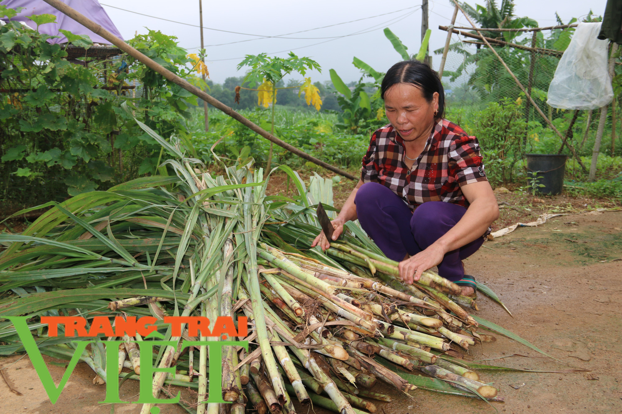 Hiệu quả mô hình nuôi trâu vỗ béo của Hội Nông dân xã Dũng Phong - Ảnh 4.