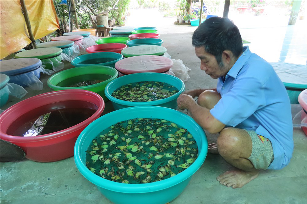 Nuôi loài ốc bươu đen, lão nông miền Tây đổi đời - Ảnh 3.