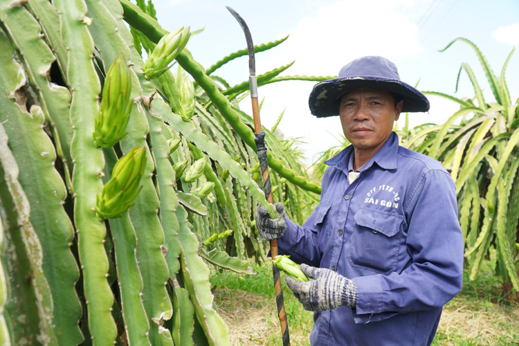 Nông dân ngừng cho thanh long ra trái - Ảnh 2.