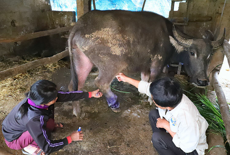 Bẫy thú đặt dày đặc trên rừng Kẻ Gỗ, uy hiếp đàn trâu hàng trăm con - Ảnh 1.