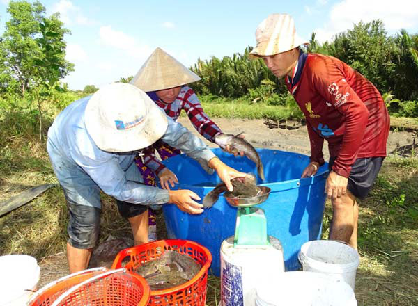 Cà Mau: Giá cá bống bự &quot;bốc hơi&quot; 200.000 đ/kg, nông dân nuôi cầm cự - Ảnh 1.