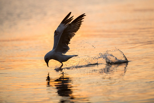 Từng đàn chim hải âu tranh nhau bắt cá trên sông ở Kiên Giang - Ảnh 1.