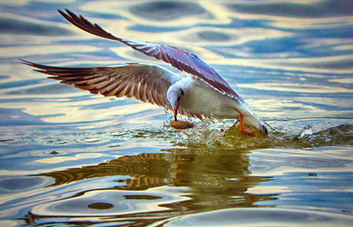 Từng đàn chim hải âu tranh nhau bắt cá trên sông ở Kiên Giang - Ảnh 2.