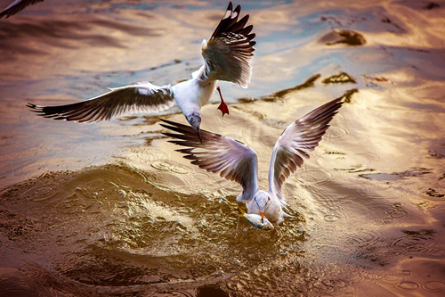 Từng đàn chim hải âu tranh nhau bắt cá trên sông ở Kiên Giang - Ảnh 4.
