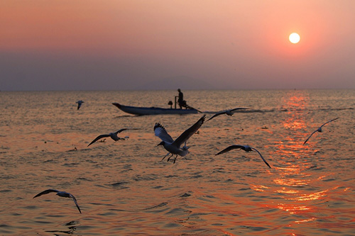 Từng đàn chim hải âu tranh nhau bắt cá trên sông ở Kiên Giang - Ảnh 6.