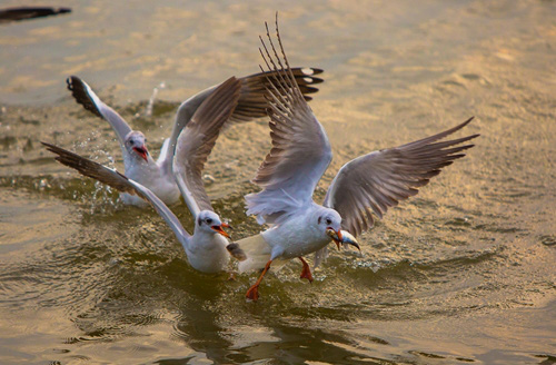 Từng đàn chim hải âu tranh nhau bắt cá trên sông ở Kiên Giang - Ảnh 7.