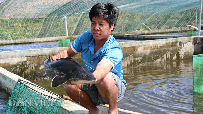 Với 70 hồ nuôi cá tầm, 1 nông dân Lâm Đồng thu tiền tỷ mỗi năm - Ảnh 4.
