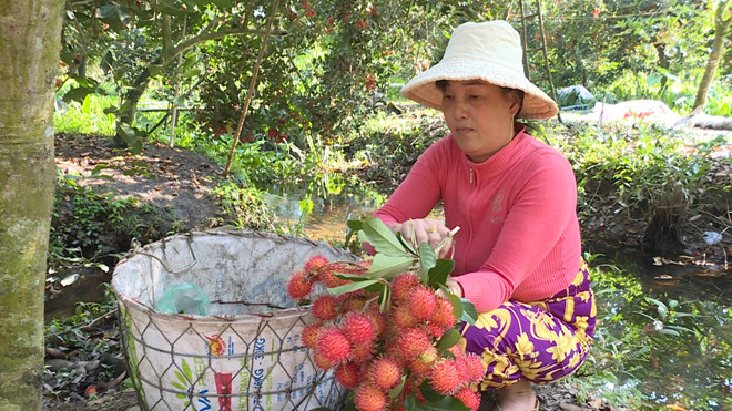 Chôm chôm 6.000 đồng/kg vẫn không có thương lái đến mua - Ảnh 1.