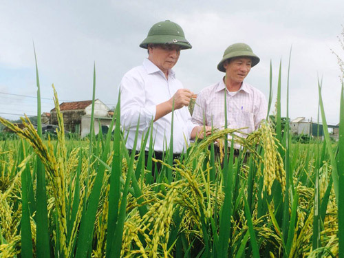 Giống lúa tím thảo dược có thể ngừa ung thư, tiểu đường, béo phì - Ảnh 1.