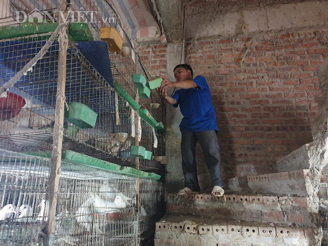 Nam Định: Xây nhà lầu nuôi bồ câu, 9X tật nguyền bỏ túi tiền to - Ảnh 4.