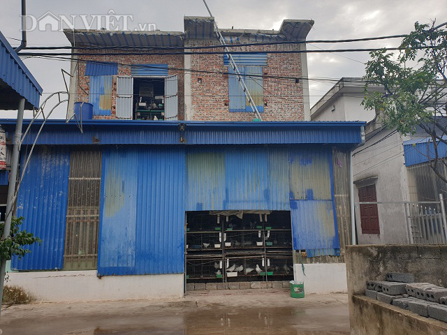 Nam Định: Xây nhà lầu nuôi bồ câu, 9X tật nguyền bỏ túi tiền to - Ảnh 3.