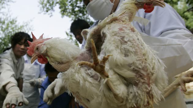 Nông dân Trung Quốc có nguy cơ mất trắng hàng triệu con gà vì dịch virus Corona - Ảnh 1.