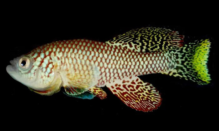 Kỳ lạ, trứng của loài cá này có thể sống lâu hơn tuổi thọ cá mẹ - Ảnh 1.