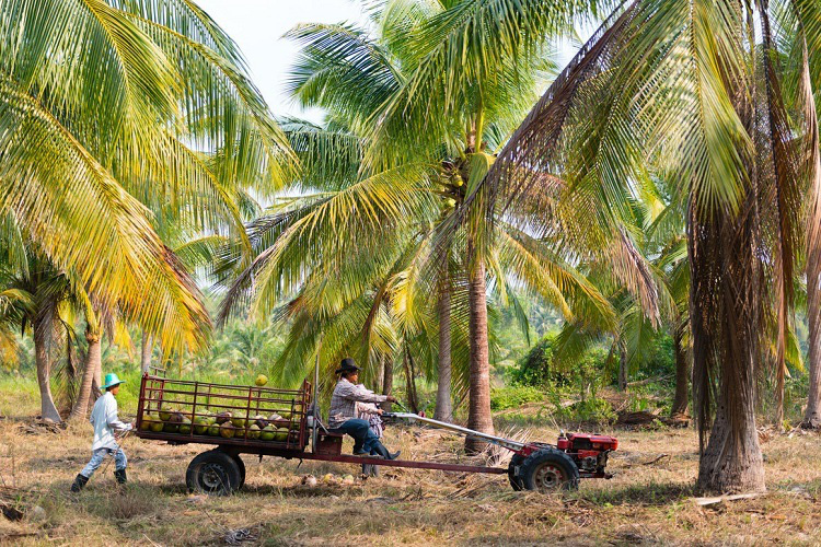 Phục sát đất chú khỉ thông minh hái hơn 20 trái dừa trong 15 phút - Ảnh 3.