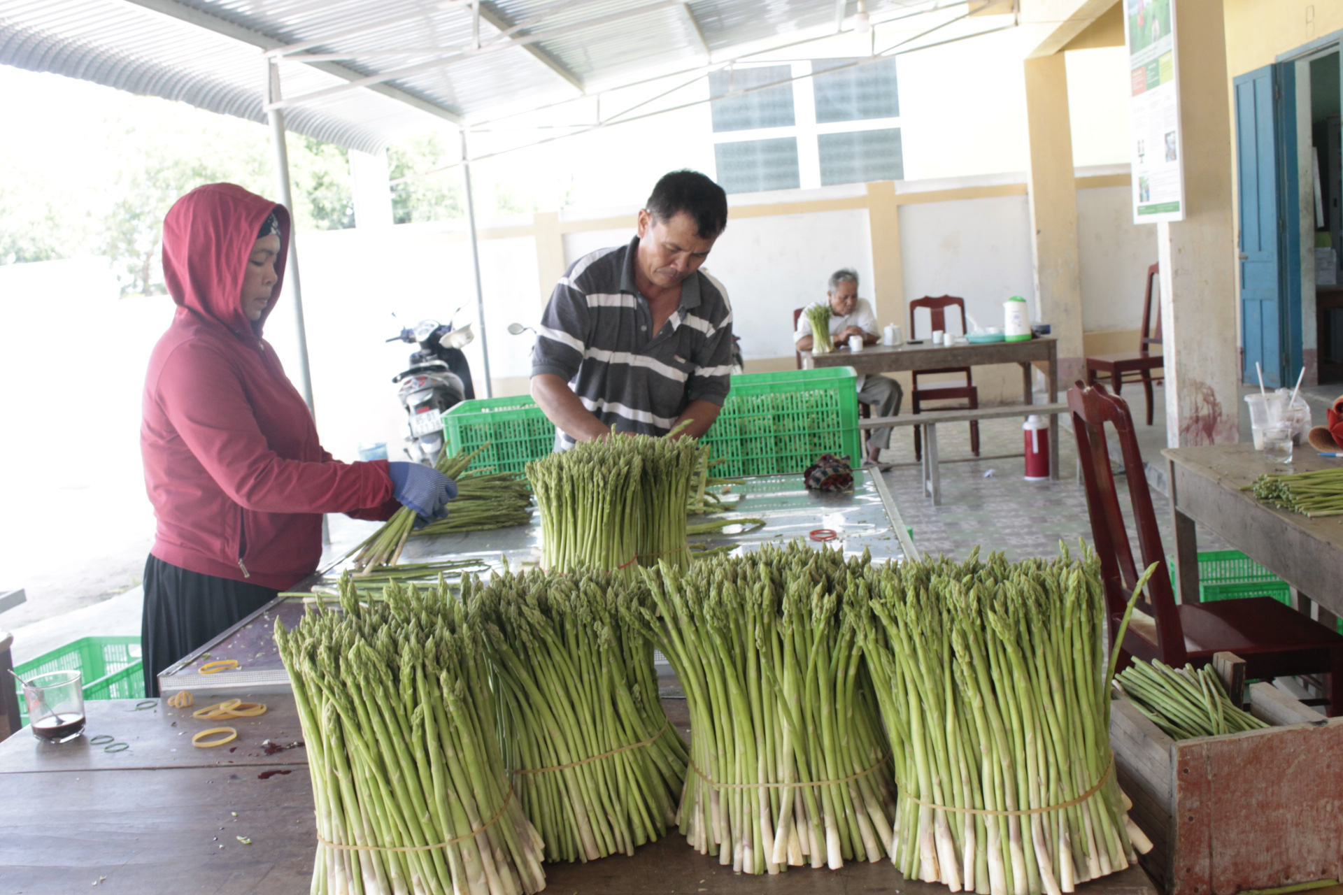 Ninh Thuận: Những điều thú vị khi thu hoạch loại “rau vua” - Ảnh 3.