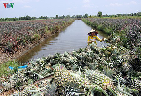 Hậu Giang: Hạn mặn khiến hàng trăm hecta dứa bị bệnh - Ảnh 1.