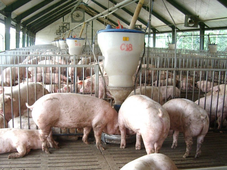 Giá heo hơi hôm nay 13/3: Bao giờ lợn hơi giảm về dưới 70.000 đ/kg? - Ảnh 1.