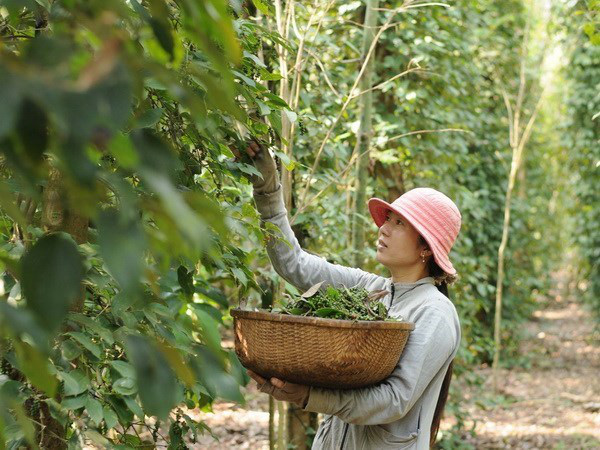 Giá hồ tiêu ở đảo này giảm sâu, nông dân lỗ cả trăm triệu, chán quá bỏ nghề - Ảnh 1.