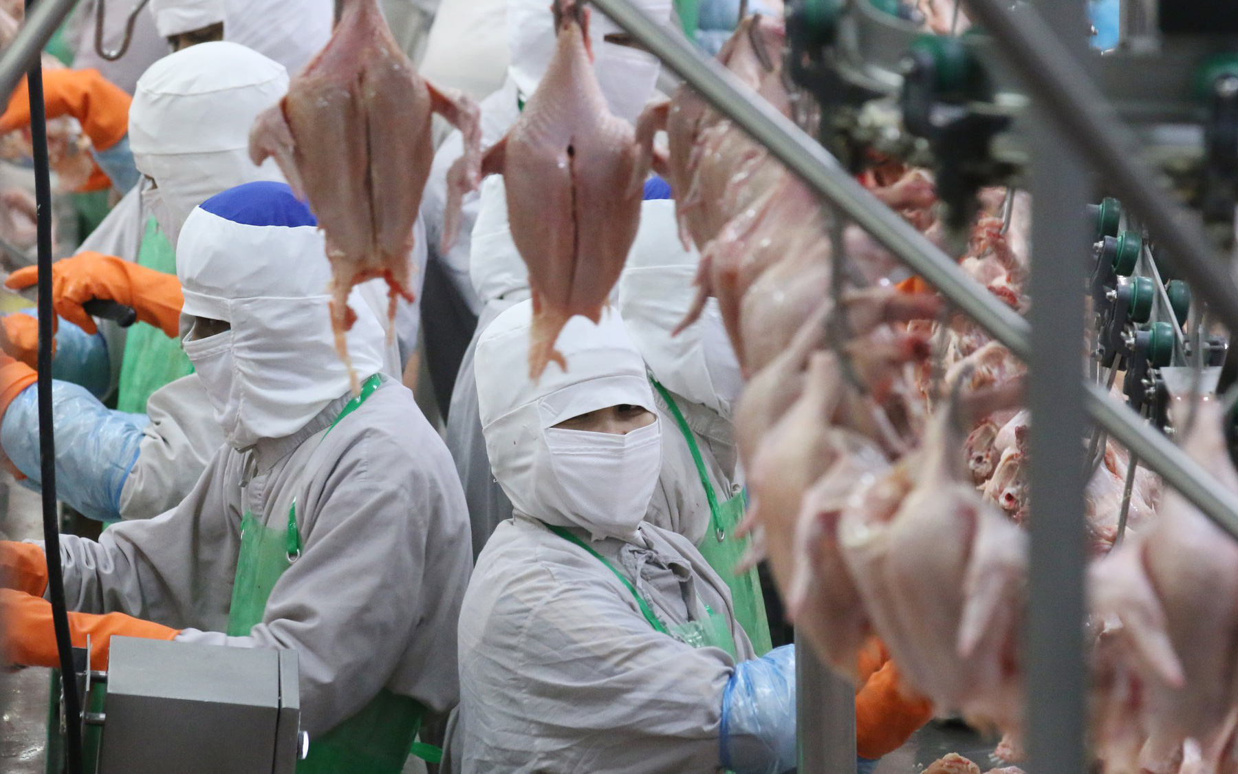 Thịt gà Việt Nam sắp có mặt ở Liên Bang Nga