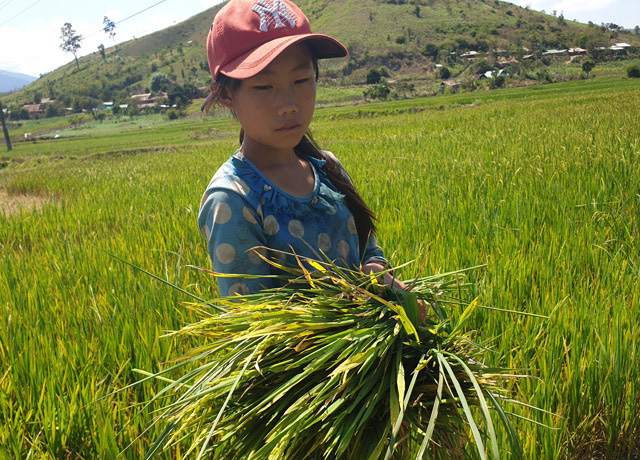 Hạn hán hoành hành, dân cắt lúa non cho bò ăn - Ảnh 1.