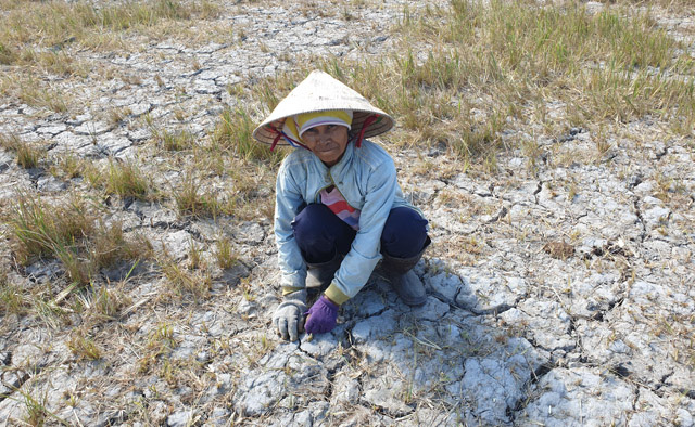 Hạn hán hoành hành, dân cắt lúa non cho bò ăn - Ảnh 2.