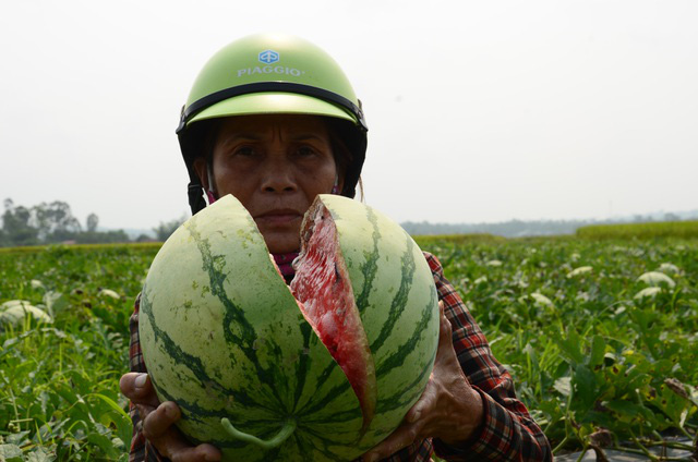 Giá dưa hấu chưa đến 1 ngàn đồng/kg nhưng không ai mua - Ảnh 3.