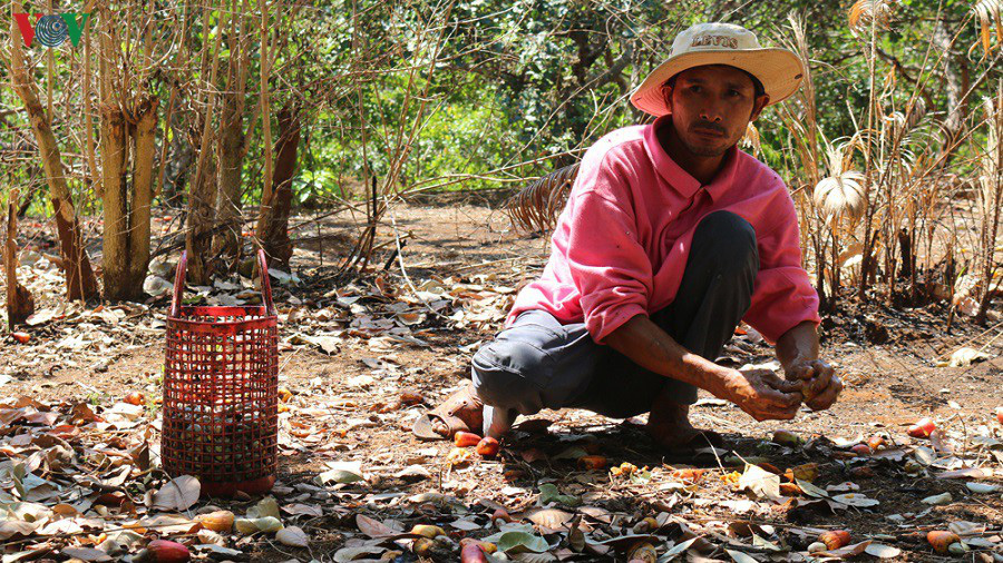 Chuyện nông dân cầm cố vườn điều vẫn "nóng" ở Bình Phước