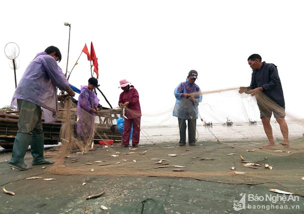 Hiếm gặp: Hàng chục bè mảng kéo trúng cá rớp tươi rói, bán tại chỗ 30.000 đ/kg  - Ảnh 1.