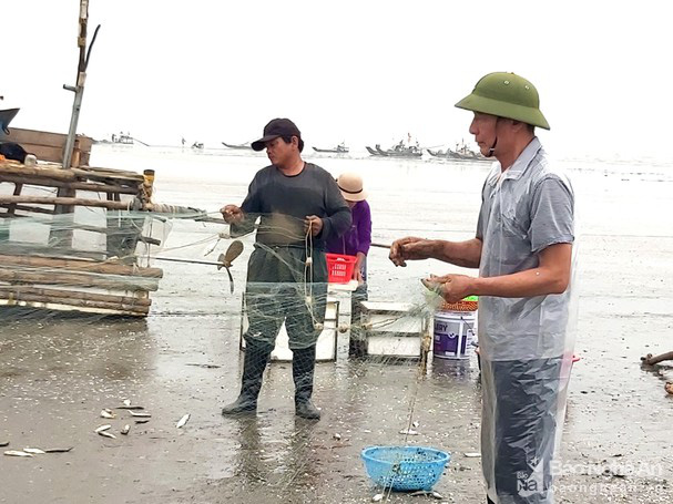 Hiếm gặp: Hàng chục bè mảng kéo trúng cá rớp tươi rói, bán tại chỗ 30.000 đ/kg  - Ảnh 2.