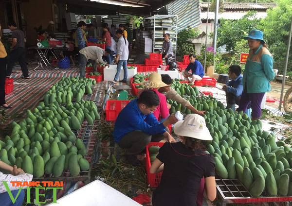 Nông thôn mới Sơn La: Đâu cần thanh niên có – Đâu khó có thanh niên - Ảnh 4.