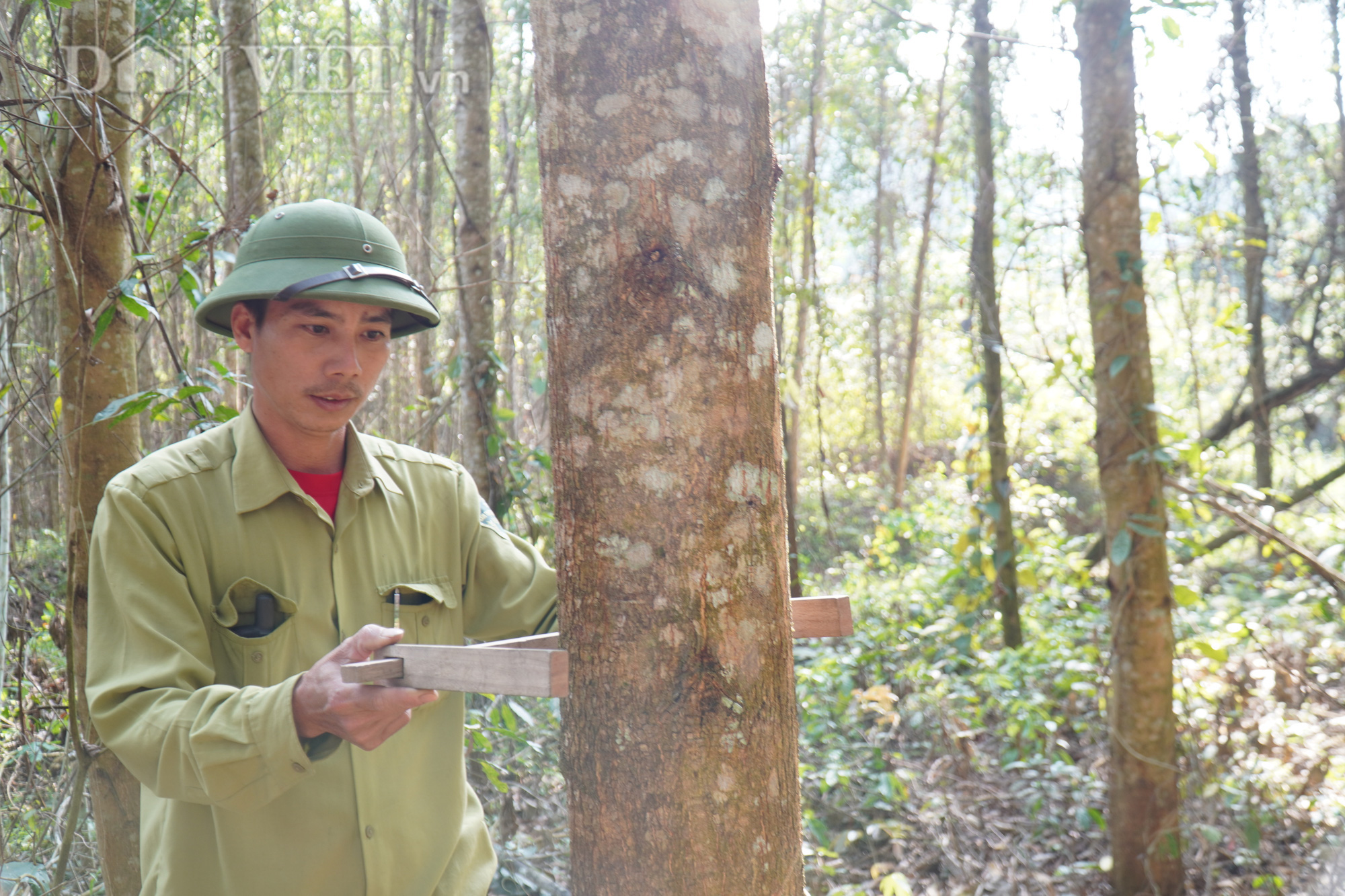 Chế biến gỗ lớn ở Nghệ An, kiếm lãi đều như vắt chanh 1 triệu/m3 - Ảnh 1.
