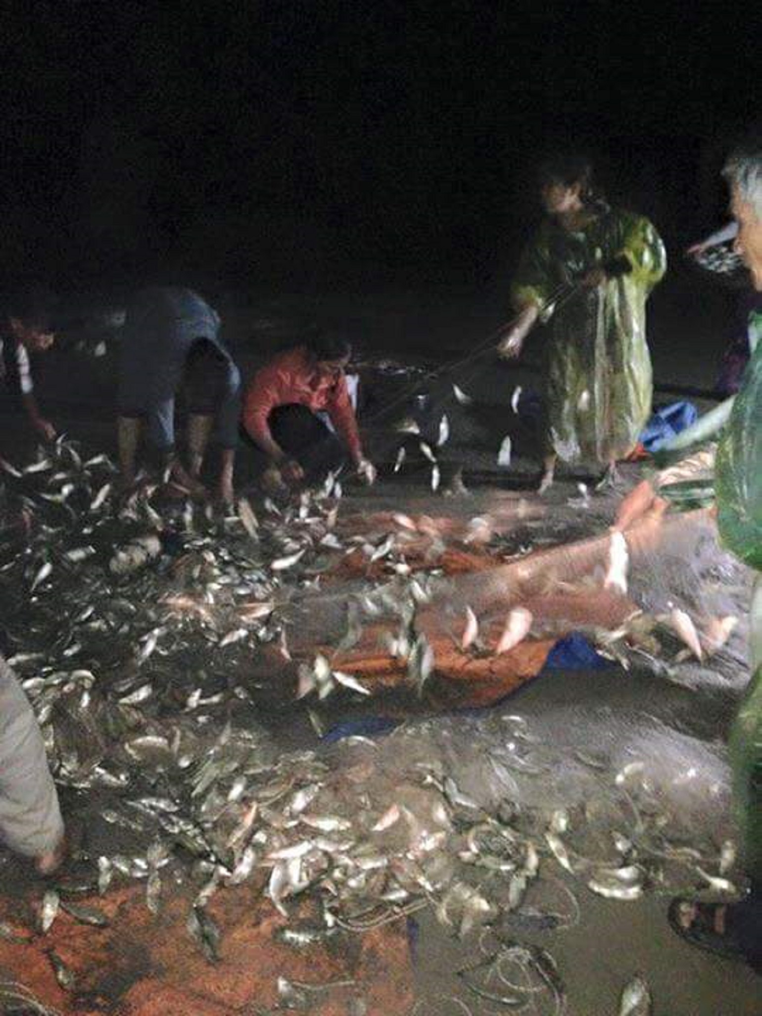 
Ngư dân Thừa Thiên Huế được mùa cá trích - Ảnh 4.