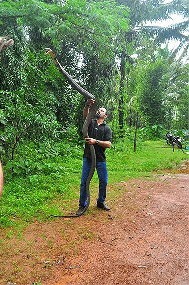 Thiên nhiên kỳ bí: Hé lộ vùng đất của rắn hổ mang chúa khổng lồ như phim kinh dị - Ảnh 3.