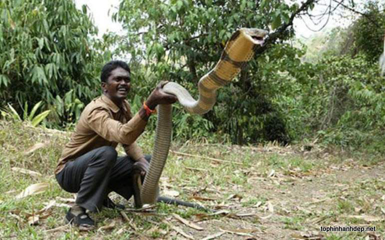 Rắn hổ mang chúa là loại rắn đánh chết con mồi một cách hiệu quả nhất trong tự nhiên. Hãy chiêm ngưỡng sự khéo léo và uy nghi của chúng trong hình ảnh này.