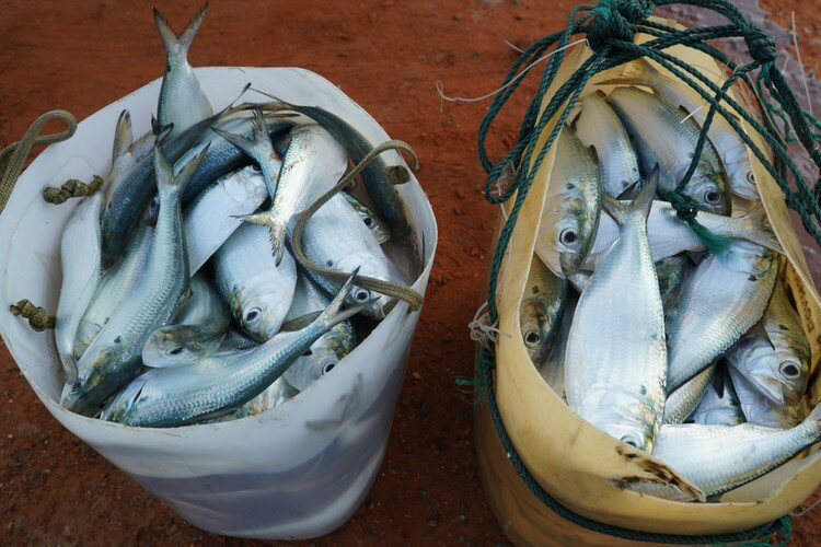 Ngư dân Phan Thiết được mùa cá mòi - Ảnh 3.
