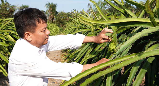 Lúa cháy khô, cây trái héo rũ vì hạn, mặn - Ảnh 2.