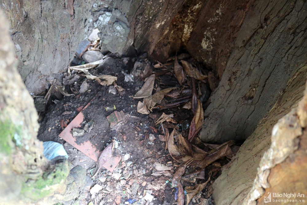 Độc đáo cây bàng rỗng ruột hàng trăm năm tuổi tại khu di tích ở Nghệ An - Ảnh 5.