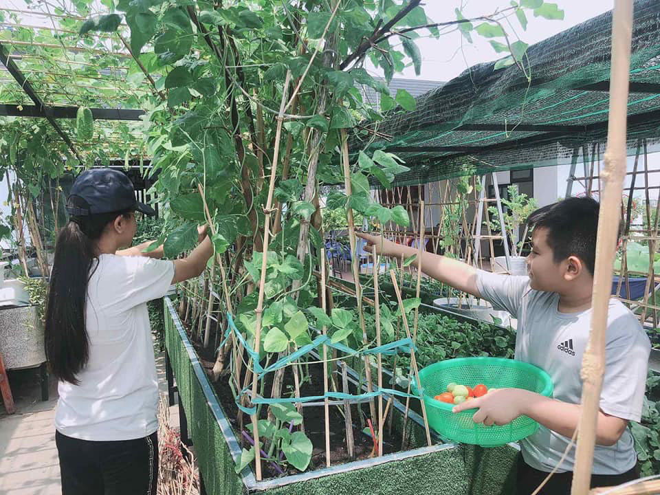 Hồ sen trên sân thượng ai ngắm cũng mê của ông bố 4 con - Ảnh 7.