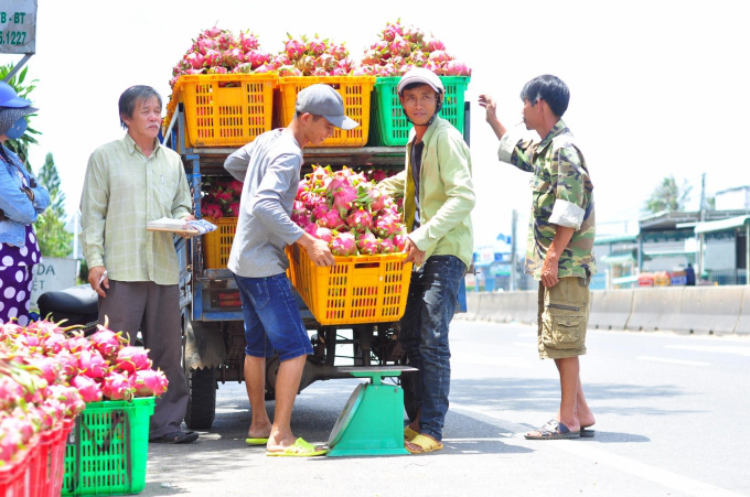 Trung Quốc &quot;vét sạch&quot; thanh long, giá tăng vụt thêm 15.000 đồng/kg - Ảnh 1.